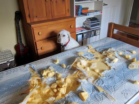 The devil made me do it