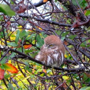 Perito Moreno - Look, its a chuncho