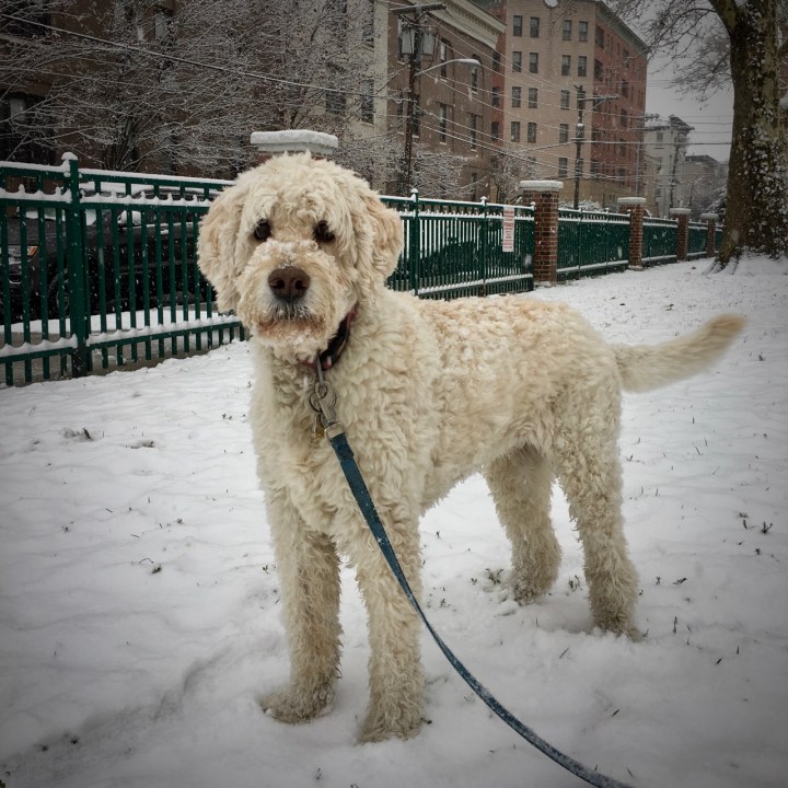 First there is a&nbsp;dog