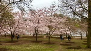 Brook Branch Park - Newark NJ