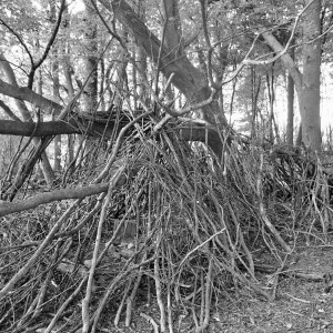 In the woods @Shelburne Farm VT