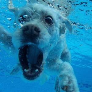 Bronte diving for frisbees