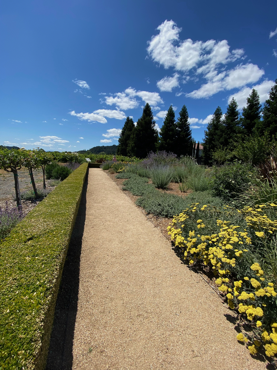 @Dry Creek Vineyards