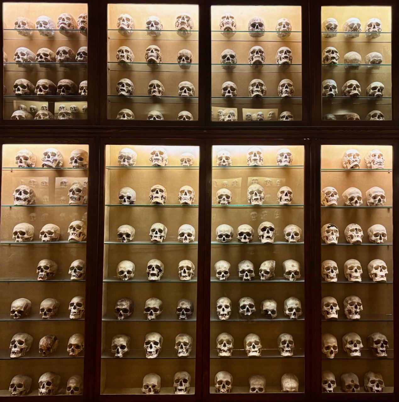 A roomful of skulls @ El Museo Canario, Las Palmas, Gran Canaria