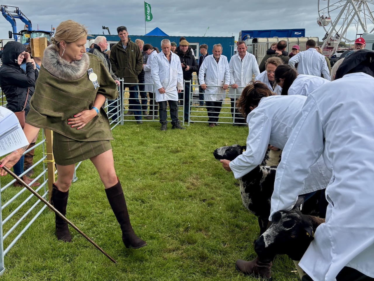Livestock judge at Kirkwall County Show